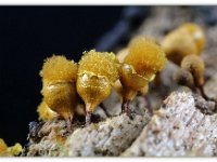 Hemitrichia